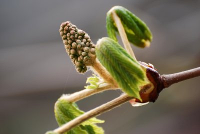 Aesculus hippocastanum - jírovec koňský (maďal) - květenství